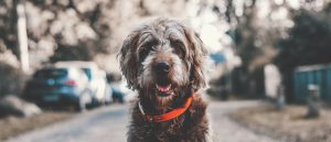 Il supporto emotivo con gli animali o ESA