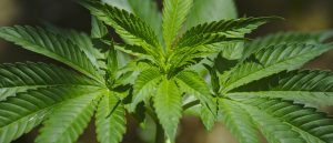 Cannabis, tanti la usano, pochi la conoscono