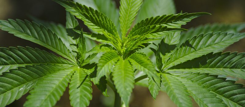 Cannabis, tanti la usano, pochi la conoscono