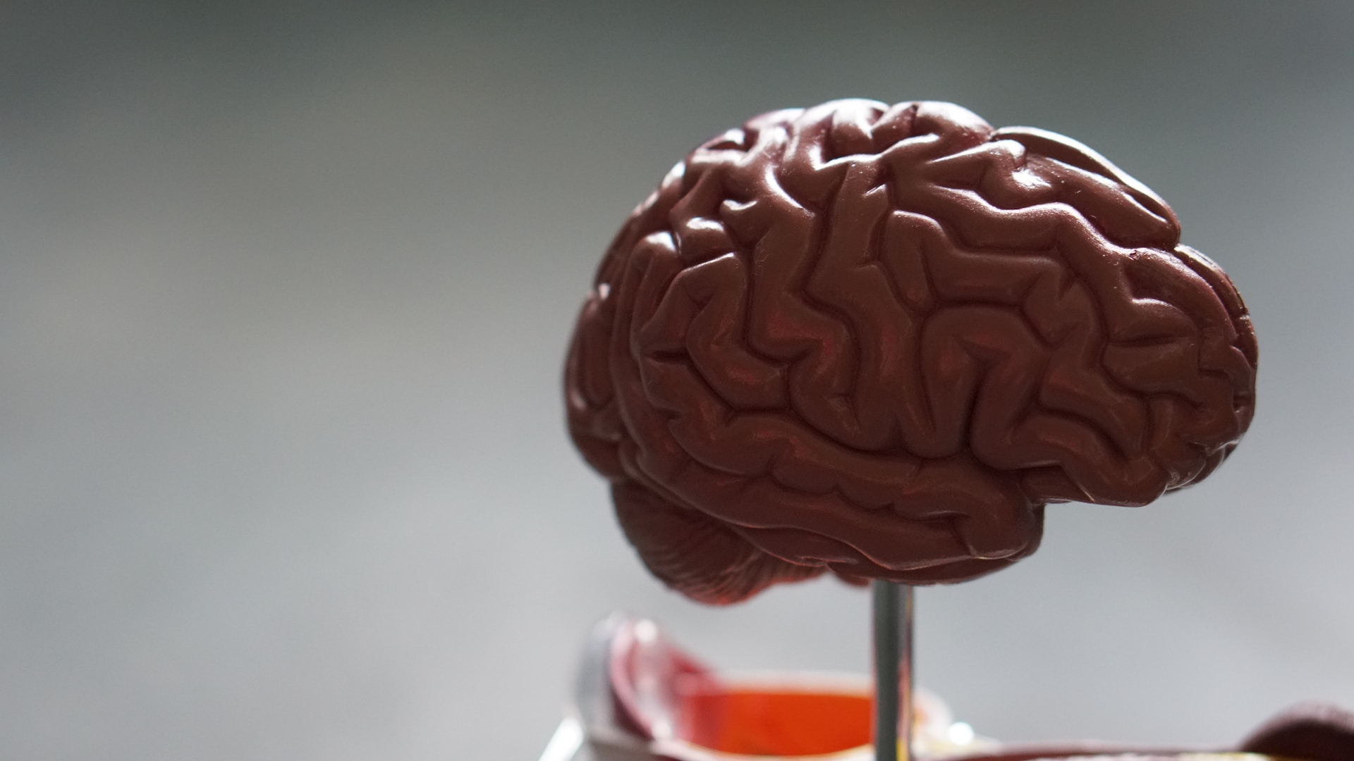 Il cervello rettiliano