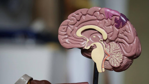 Lo split-brain, o cervello diviso. Cos’è, quali sono i sintomi
