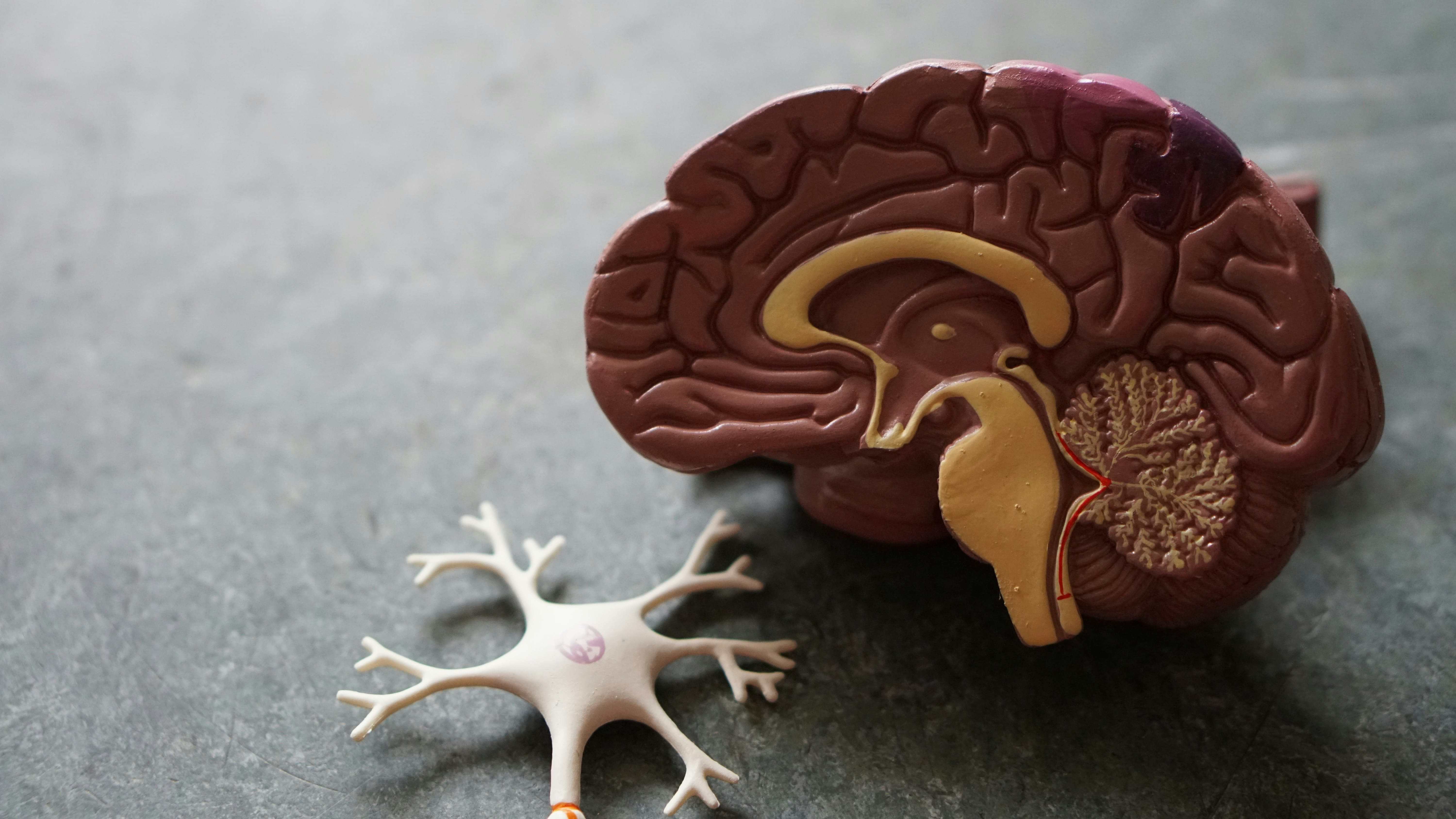 Cos’è la WAIS – Wechsler Adult Intelligence Scale – e quando è utile