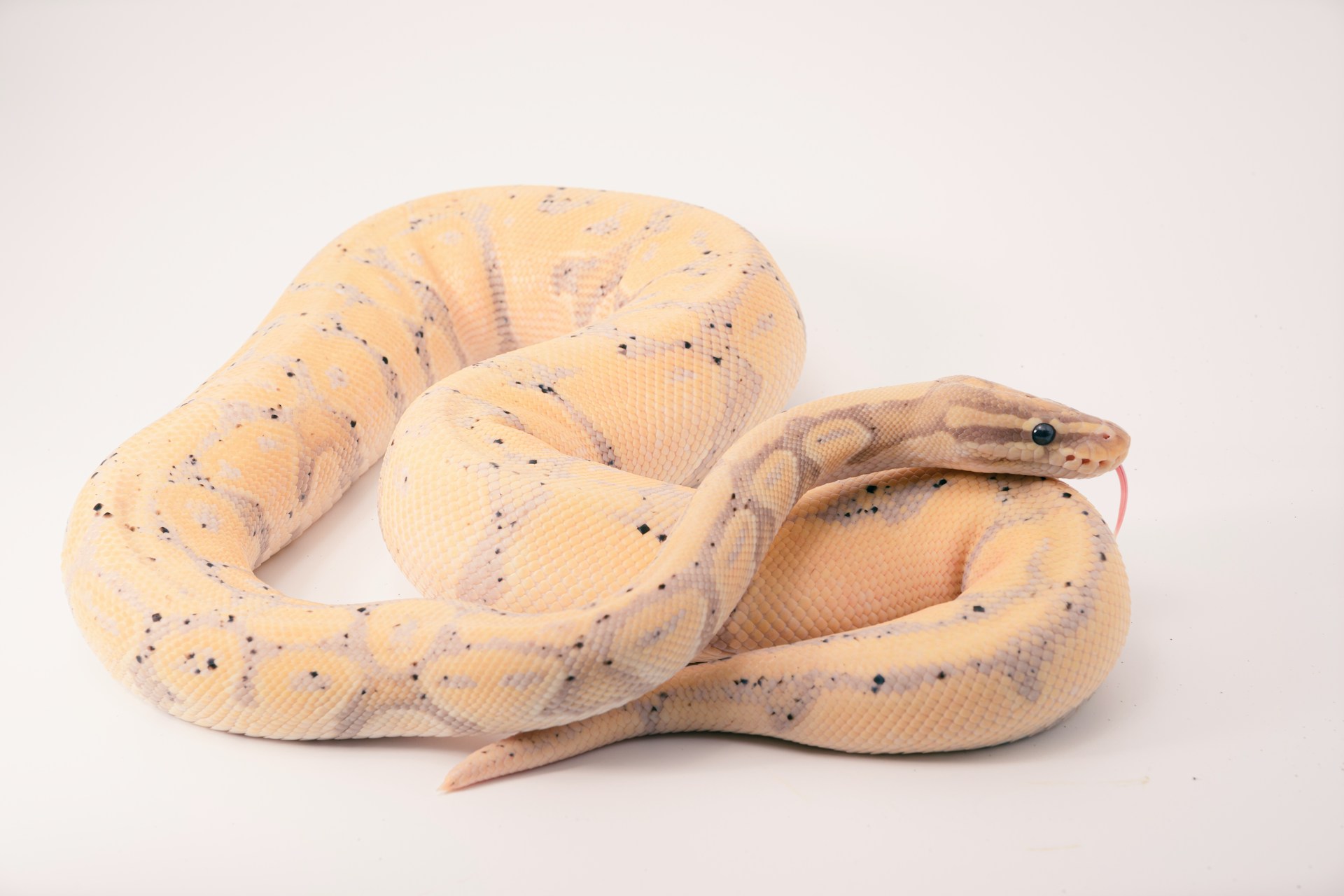Chi ha paura dei serpenti?