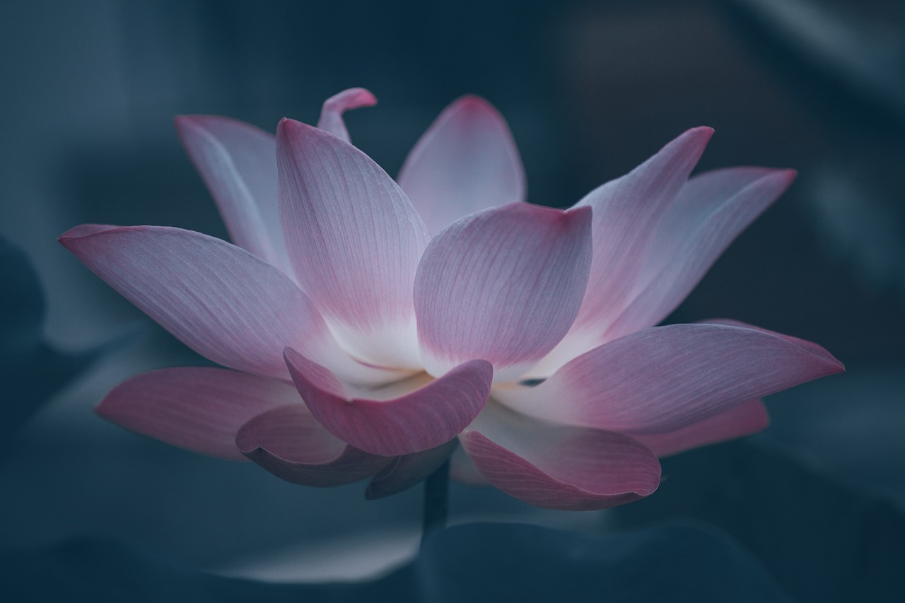 Il significato psicologico e simbolico del fiore di loto