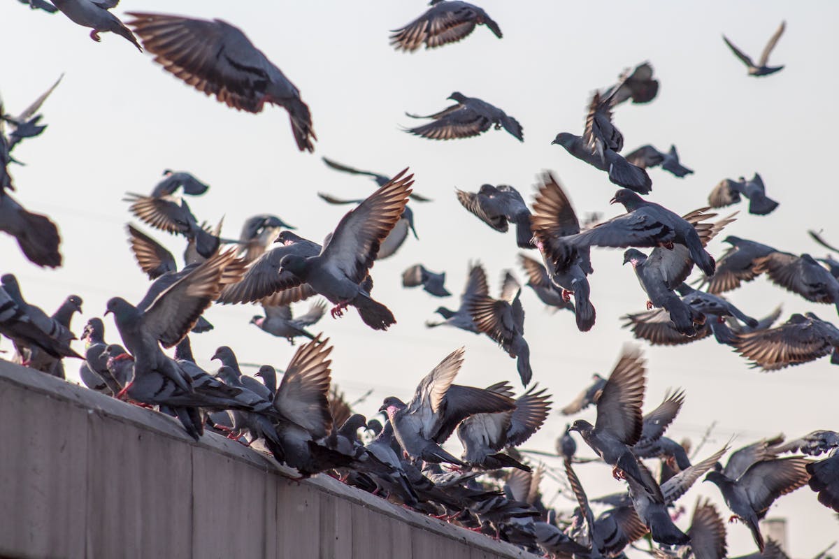 La paura degli uccelli od ornitofobia