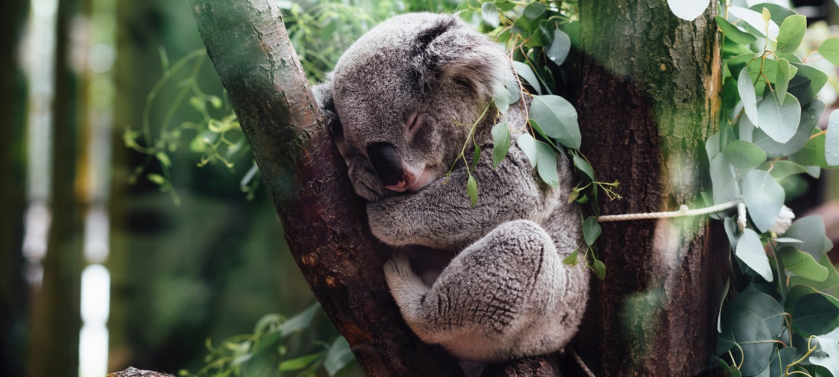 dormire