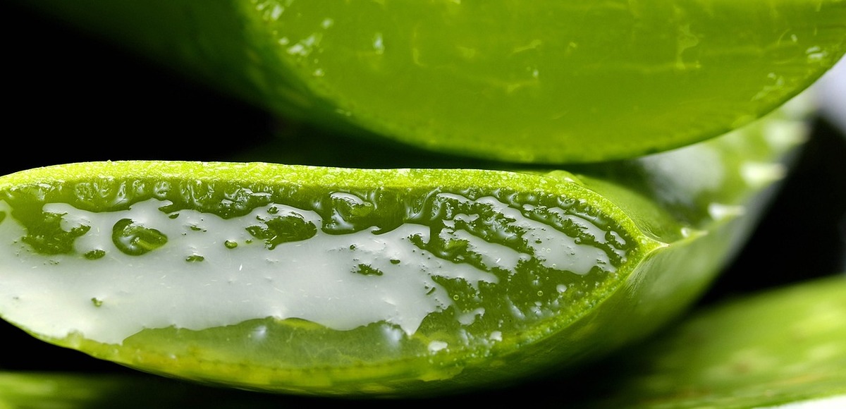 aloe, proprietà, benefici e controindicazioni
