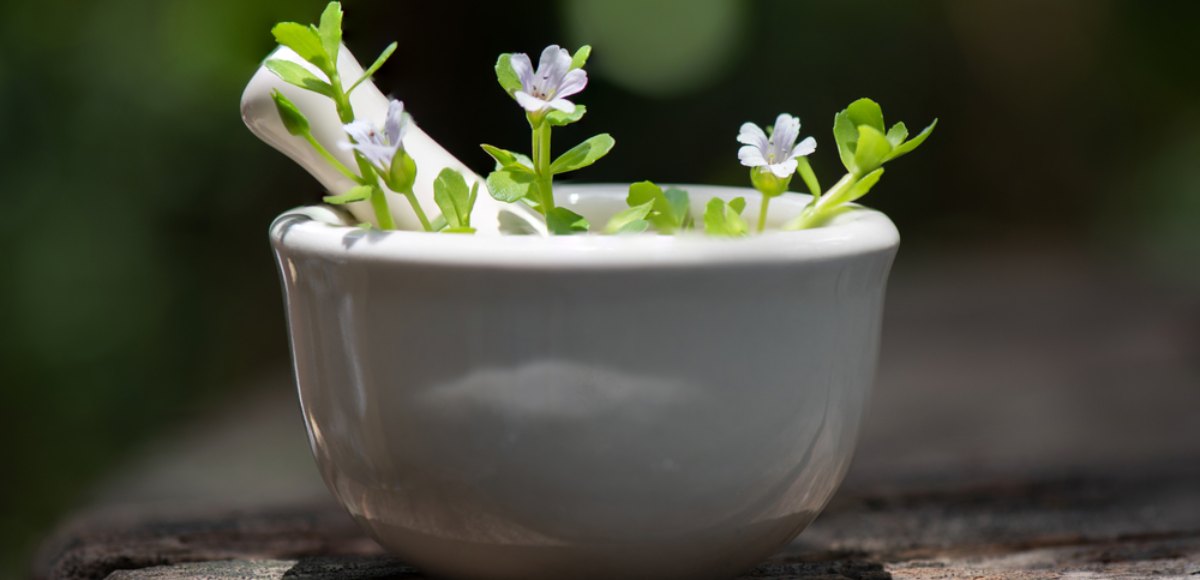 Bacopa Monnieri