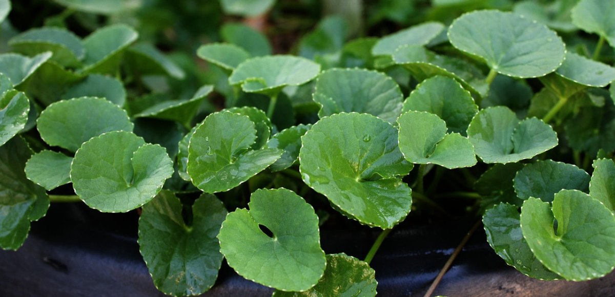 Centella asiatica