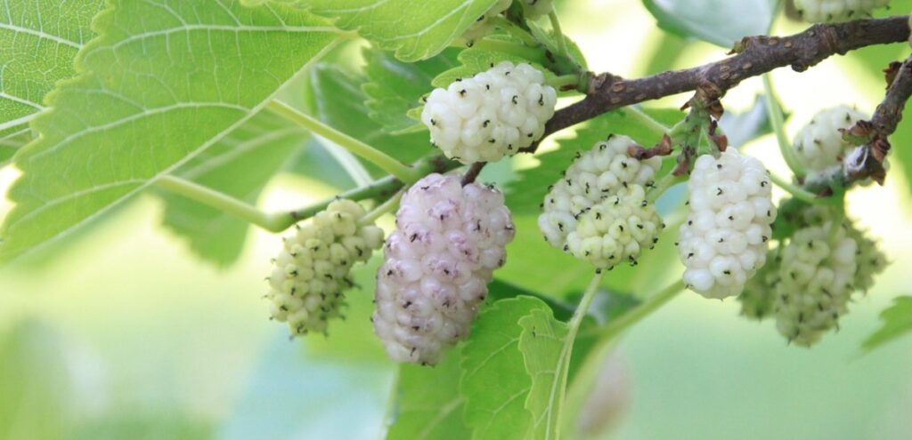 Gelso Bianco Benefici E Propriet Santagostino Magazine