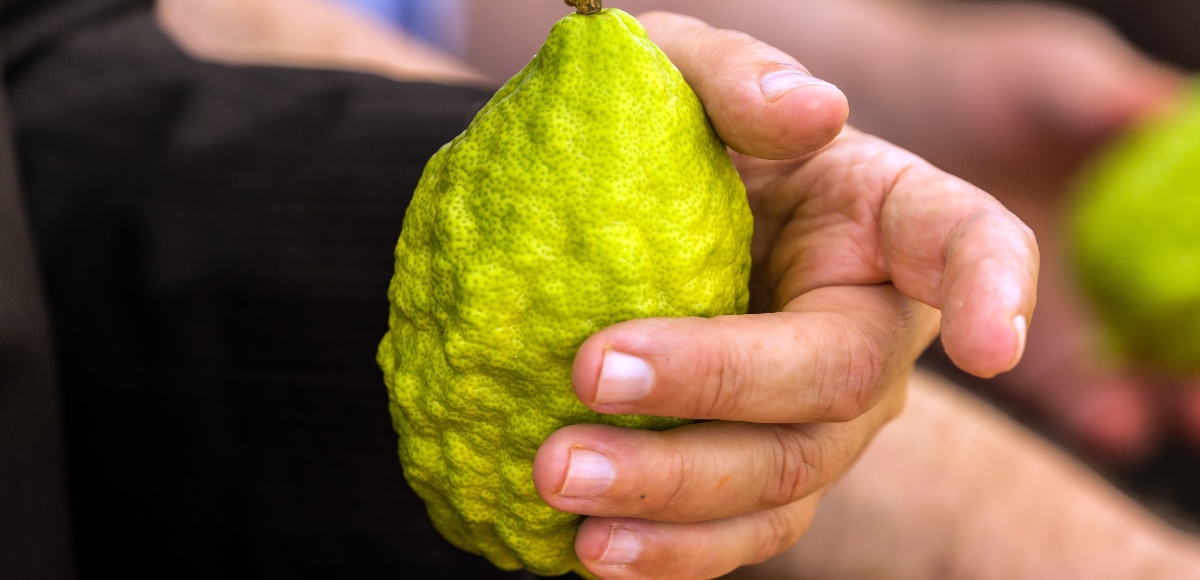 proprietà cedro