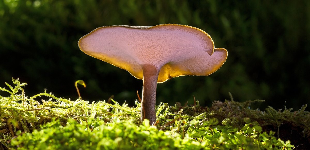 Reishi