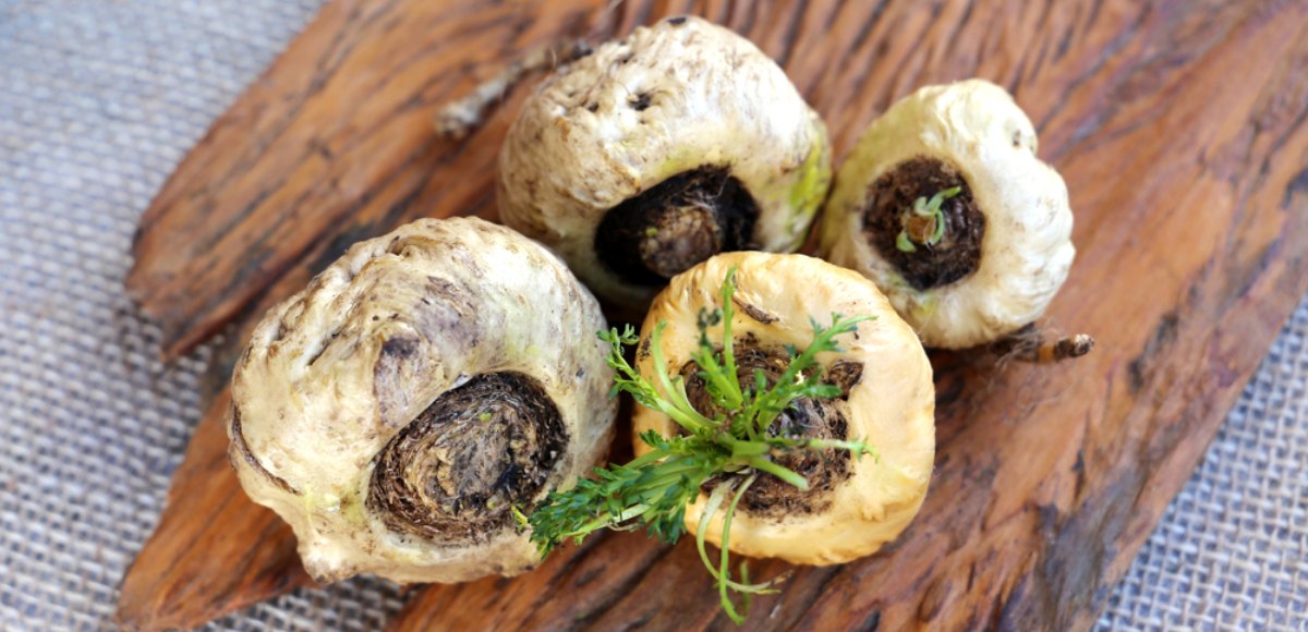maca peruviana