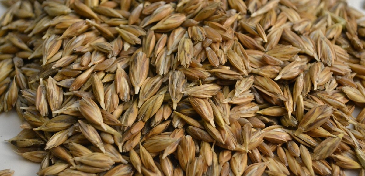Farro
