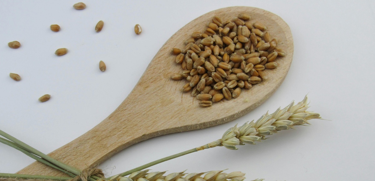 orzo