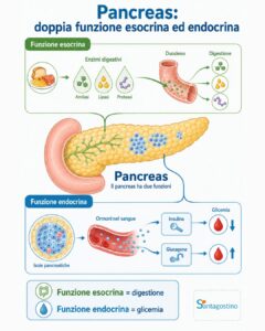 Le due funzioni del pancreas