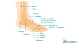 anatomia collo del piede