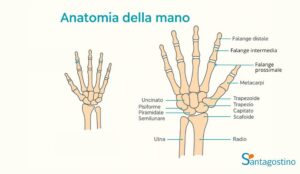 anatomia dita della mano