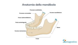 Anatomia della mandibola