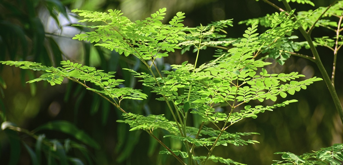 moringa