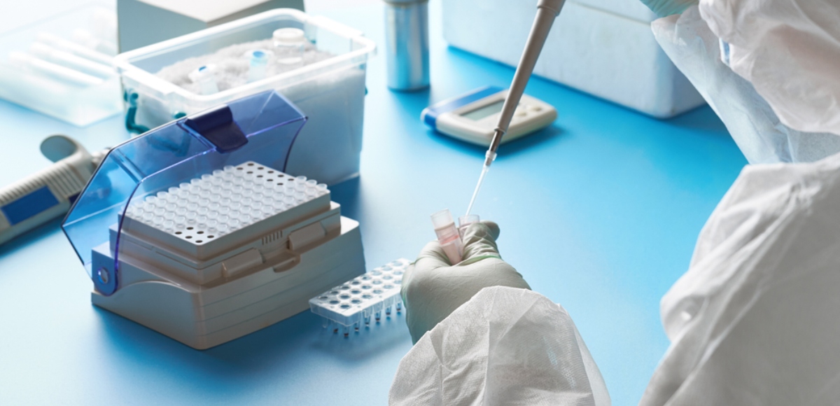 alternaria alternata