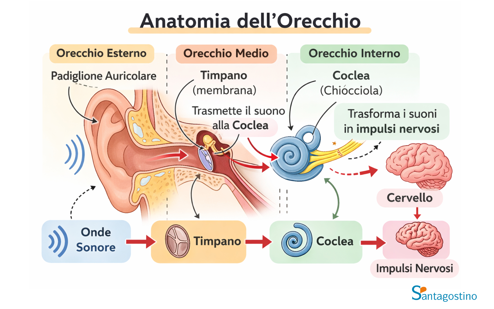 Anatomia orecchio